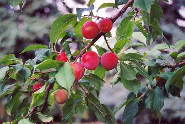 Hardiness: Plum, Greengage Fruit Size: 2-4 cm