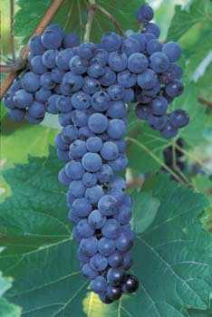 feet Hardiness: Grape, Frontenac Red Fruit