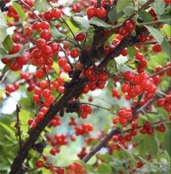 Fruit Tree Height: 6-8 feet Hardiness: Grape,
