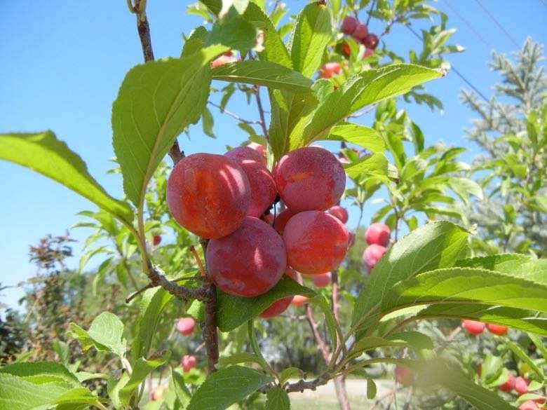 Plum, Toka Fruit Size: 3-4 cm Fruit Color: Dark