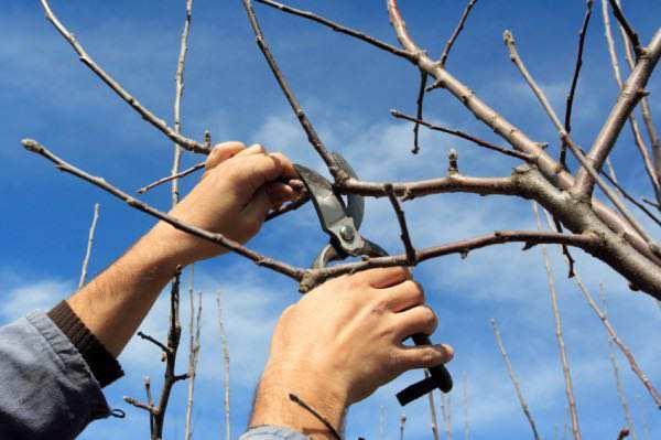 Pruning Your New Apple Tree Pruning Basics You can prune your tree anytime from February up until