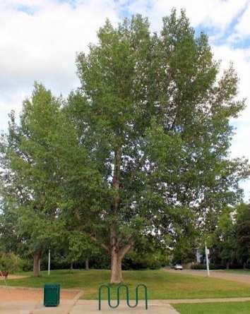 Hybrid Poplars Assiniboine