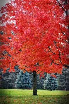 Fall Foliage: Red Manitoba Maple