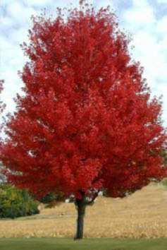 Autumn Blaze Maple Mature Size: 30 w