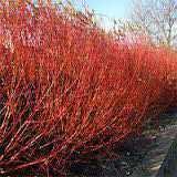 Red Flame Willows Mature Size: