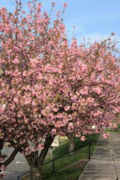 Blossoms: Pink (no fruit) Fall Foliage: