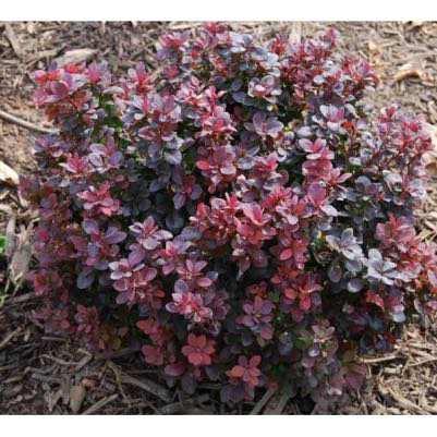Shrubs Barberry Concorde Mature Size: