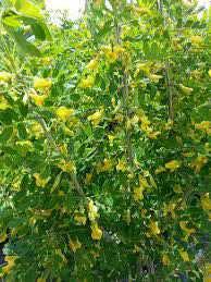 Caragana, Common Mature Size: 10 w x
