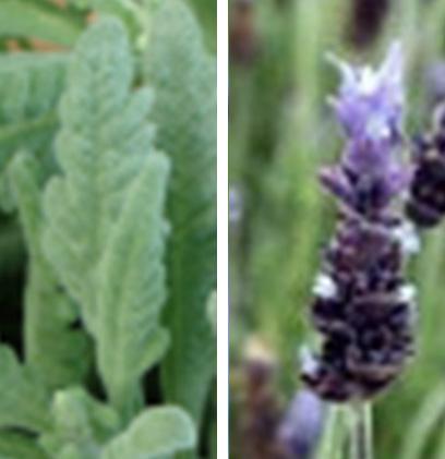 areas. Similar to L. x chaytorae, which may be a bit more cold-hardy. Lavandula x chaytorae Hybrid of Lavandula lanata (wooly lavender) and L.