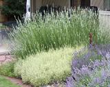 LAVENDER VARIETIES AND THEIR USES The size difference between L. angustifolias and Lavendins can be seen here with the larger Lavendin, White Grosso in the background and the smaller L.