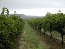 adaptation: canopy management A necessary adaptation of vine management - Irrigation and management of water