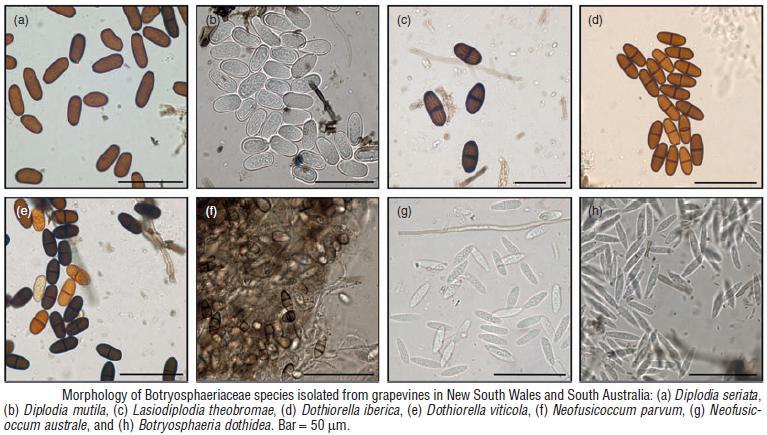 asexually: conidia from pycnidia less commonly: ascospores from perithecia (Rolshausen, Úrbez-Torres