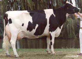 4-H Consumer Dairy Dairy Cattle bred primarily for milk production, originated in Europe.