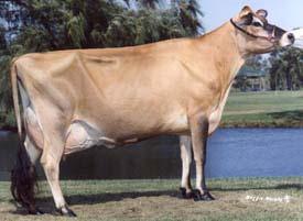 Some breeds date back several hundred years, others were developed as recently as the eighteenth century. Dairy cows were introduced into the United States in the 16 th century.