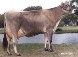 Brown Swiss Breed Brown Swiss came to the United States from Switzerland in 1869. They are a very old breed and were developed as beasts of burden as well as producers of milk and meat.