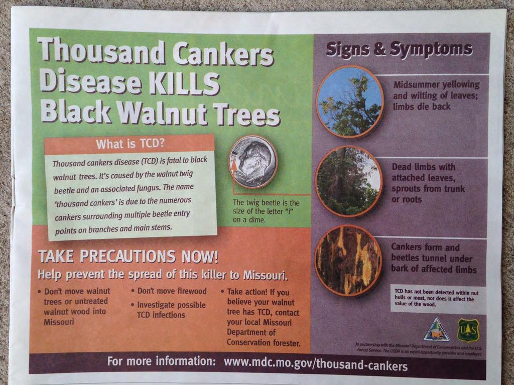 Thousand cankers disease (TCD) is fatal to black walnut trees. It's caused by the walnut twig beetle and an associated fungus.