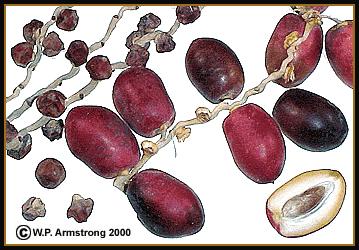 Dates And in the earth are neighbouring tracts and gardens