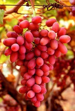Grapes Then We (Allah) brought forth for you gardens of date-palms and