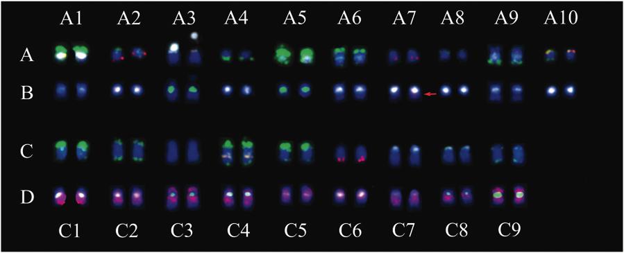 46 Z. Xiong and J. C. Pires Figure 6. Somatic chromosome karyotype of B. napus. (A and C) B.