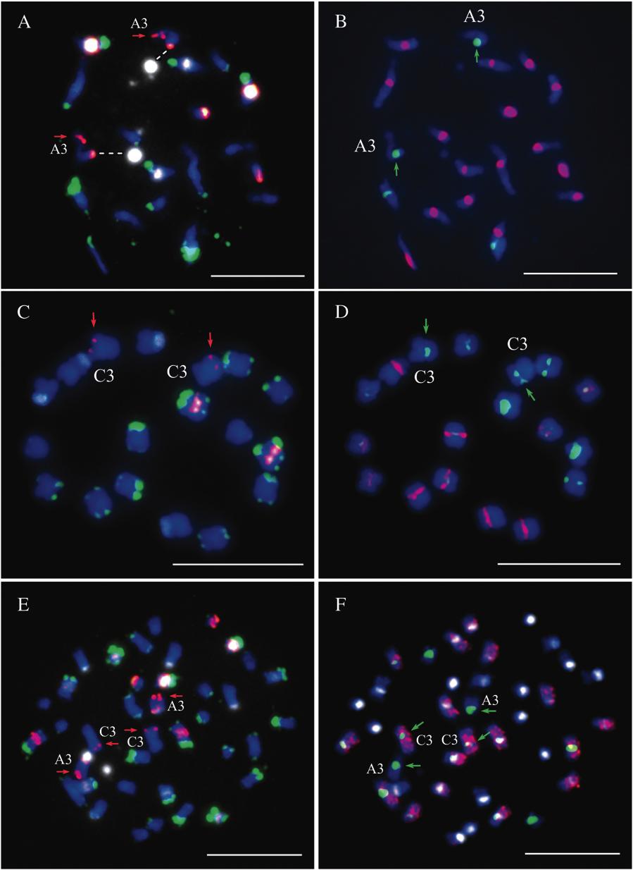 Karyotype of B. napus 43 Figure 3. Chromosome and armspecific B. rapa BACs and repeated sequence integrate the cytogenetic and genetic maps of B. rapa, B oleacea, and B. napus. (A) BAC KBrH038M21 (red) located on long arm of A3 of B.