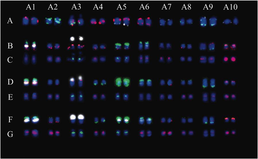 44 Z. Xiong and J. C. Pires Figure 4. Integrated somatic chromosome karyotype of B. rapa.(a)simultaneous FISH of a 16-BAC probe to B. rapa Chiifu.