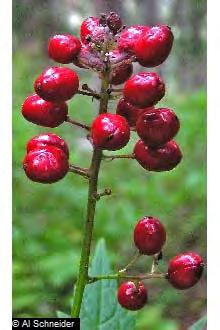 ACRU2 Plant Propagation Protocol for Actaea rubra (Aiton) Willd.