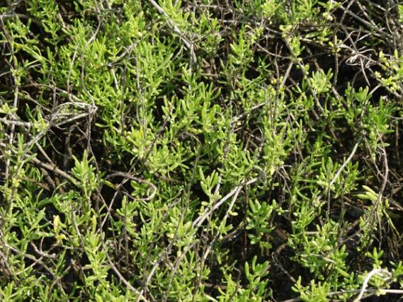 #10: Saltwort Batis maritima The saltwort is a pioneer plant, quickly colonizing saltmarshes.