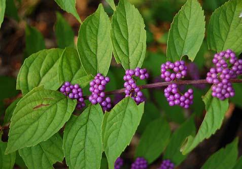 #12: American Beautyberry Callicarpa americana The American beautyberry is a common maritime forest shrub.