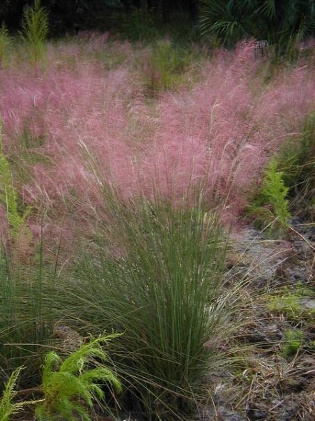 #16: Gulf Muhly Grass Muhlenbergia filipes Gulf muhly grass is a common grass of Sapelo s dunes and meadows.