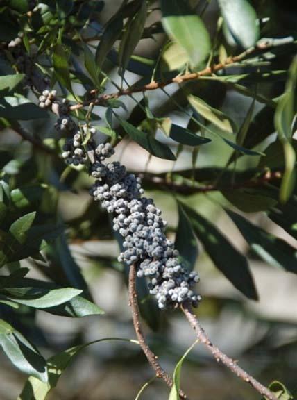 #17: SouthernWax Myrtle Morella cerifera The southern wax myrtles' fruits are an important food source for birds migrating south in the fall.