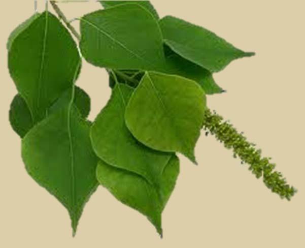 #20: Chinese Tallow Tree Triadica sebifera The Chinese tallow tree is a native of eastern Asia and is considered an invasive species in the U.S.