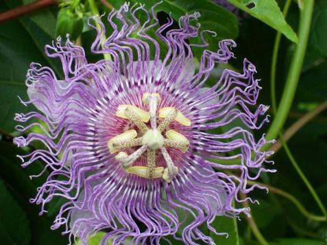 #22: Passionflower Vine Passiflora incarnata The passionflower vine is a common vine that grows throughout Sapelo Island. It has been used by humans to treat nervous anxiety and insomnia disorders.