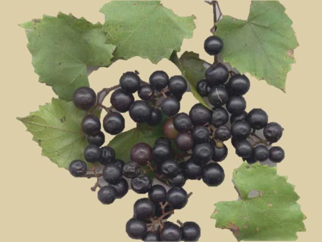 #2: Muscadine Vitis rotundifolia The muscadine is a grape vine species native to the southeastern United States and is a prized fruit for children and adults alike.