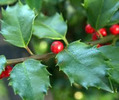 #5: American Holly Ilex opaca The American holly is a native that ranges from coastal Massachusetts to Central Florida.