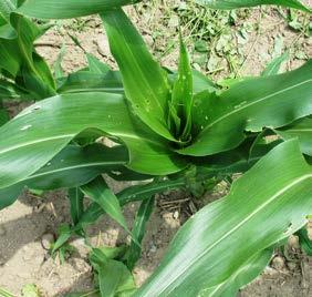 Noninsect-protected cv. (30 DAP) Insect-protected cv. (30 DAP) Figure 1. Early season sweet corn had no symptoms of larvae feeding on insect-protected cvs. while noninsect-protected cvs.
