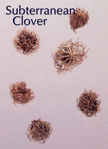 Subterranean Clover (Trifolium subterraneum) Type category B Also known as Sub-Clover, Basket Burr or Barrel Burr Subterranean Clover has a small spherical seedpod.