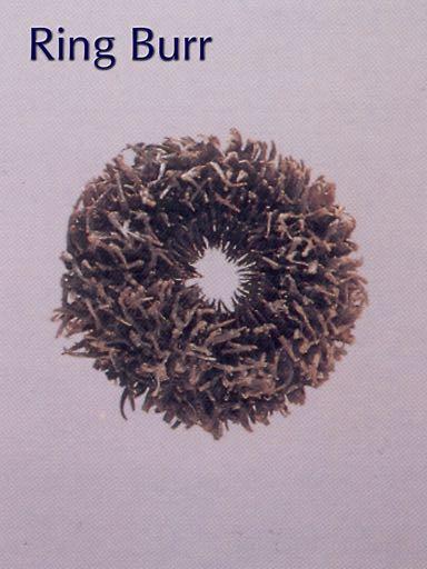 Ring Burr (Sida platycalyx) Type category H Also known as Monkey's Ring or Lifesaver Burr. Ring Burr is a large distinctive seed-pod.