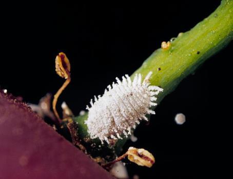 and Control of Mealybug Vectors of