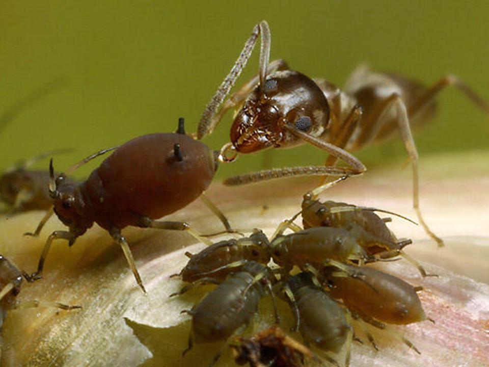 Alex Wild Ant / homopteran mutualism