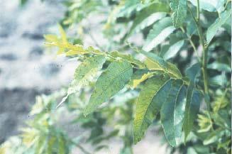 High humidity at spraying can slow evaporation ZINC DEFECIENCIES: Small narrow, crinkled leaves growing on thin shoots with shortened internodes Results include low nut yield and poor quality