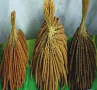 MATERIALS AND METHOD Two varieties (yellow and red) Papua Foxtail Millet were obtained from distric Kameri - West Numfor, Biak Numfor regency.