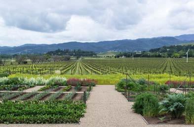 Tip: Make Clos du Val your first stop once the open houses begin at