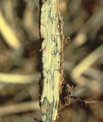Fertilizer salt burn can occur when excess fertilizer salts come in contact with the developing root system of young plants.