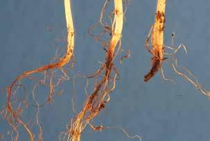 Both Fusarium oxysporum and Fusarium solani cause fusarium seedling blight and root rot of soybeans.