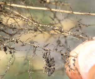 Soybean cyst nematode injures soybean roots, which can cause stunting of the plant. Adult females and cysts (dead females) of this nematode are lemon-shaped and vary in color from white to brown.