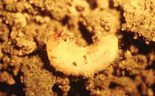 As they develop, the female nematodes enlarge until they rupture the root, but maintain root attachment for some time, and then die and fall off into the soil.