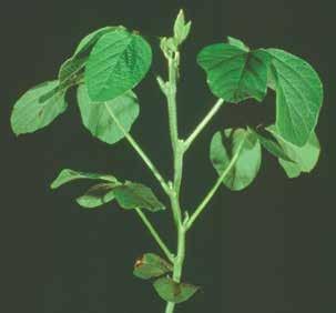 Stems Soybean stems should be upright to properly display leaves for maximum sunlight interception. In this guide, we have included the hypocotyl as stem tissue.