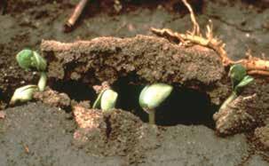 Soil compaction often affects root growth, but can also result in thickened