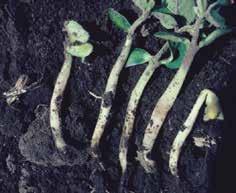 Seedlings may be depleted of carbohydrate reserves, and the hypocotyl arch may
