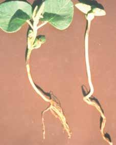 Bending and twisting of seedlings are symptoms of crusting damage.